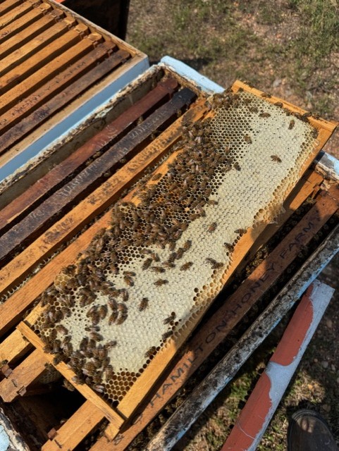 An abundance of fresh honey and busy bees on an active honeycomb frame